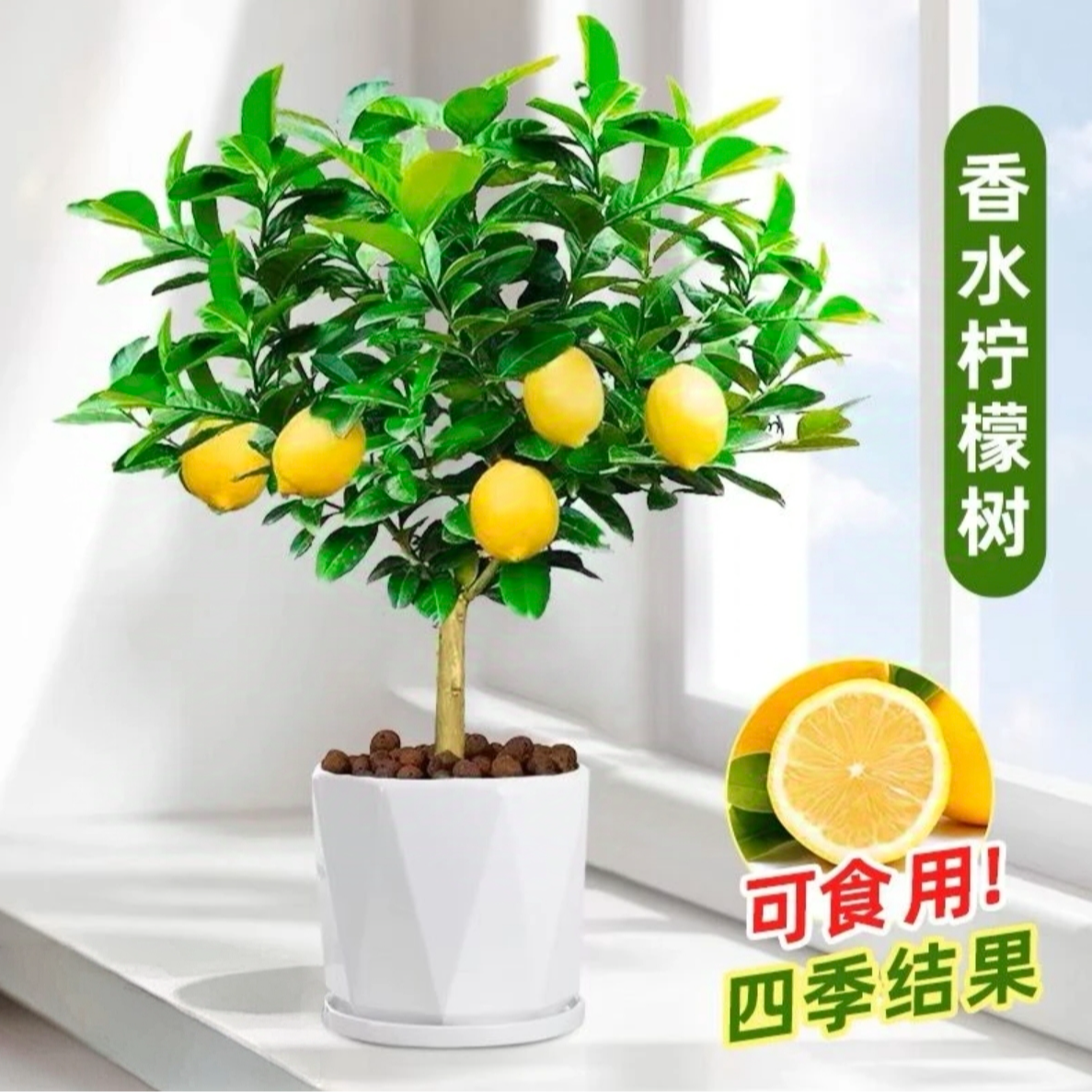 【赵总补贴】香水柠檬树苗挂果盆栽地栽阳台庭院均可四季开花好养
