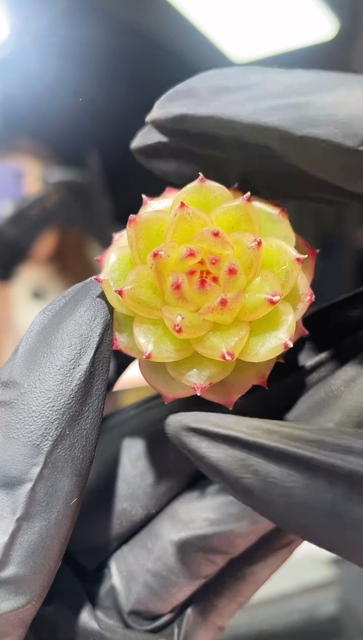 闪购716  冰琉璃多肉一颗  3-3.5厘米