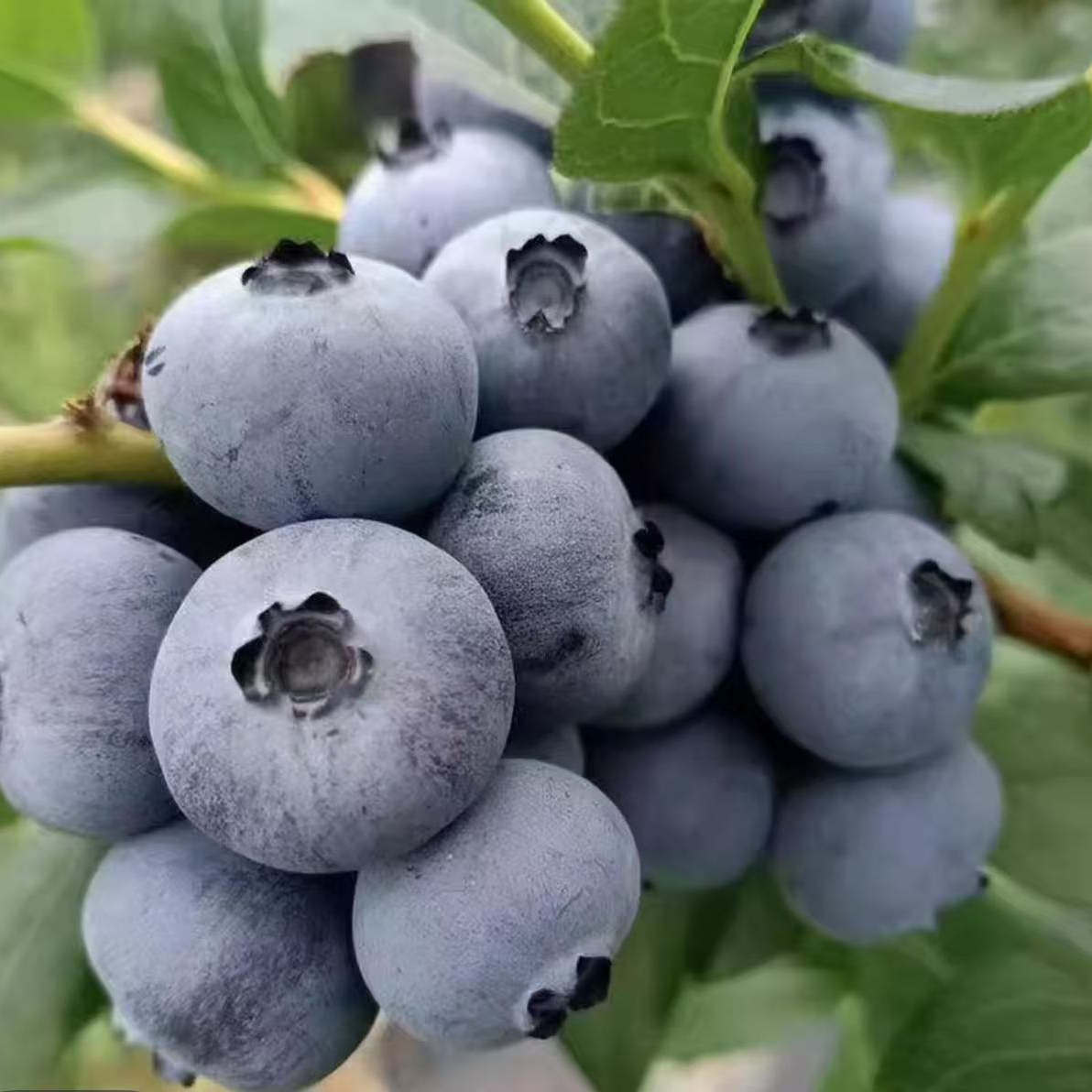 花花【蓝莓树苗】组培苗花香蓝莓南北方种植地栽盆栽阳台家养结果