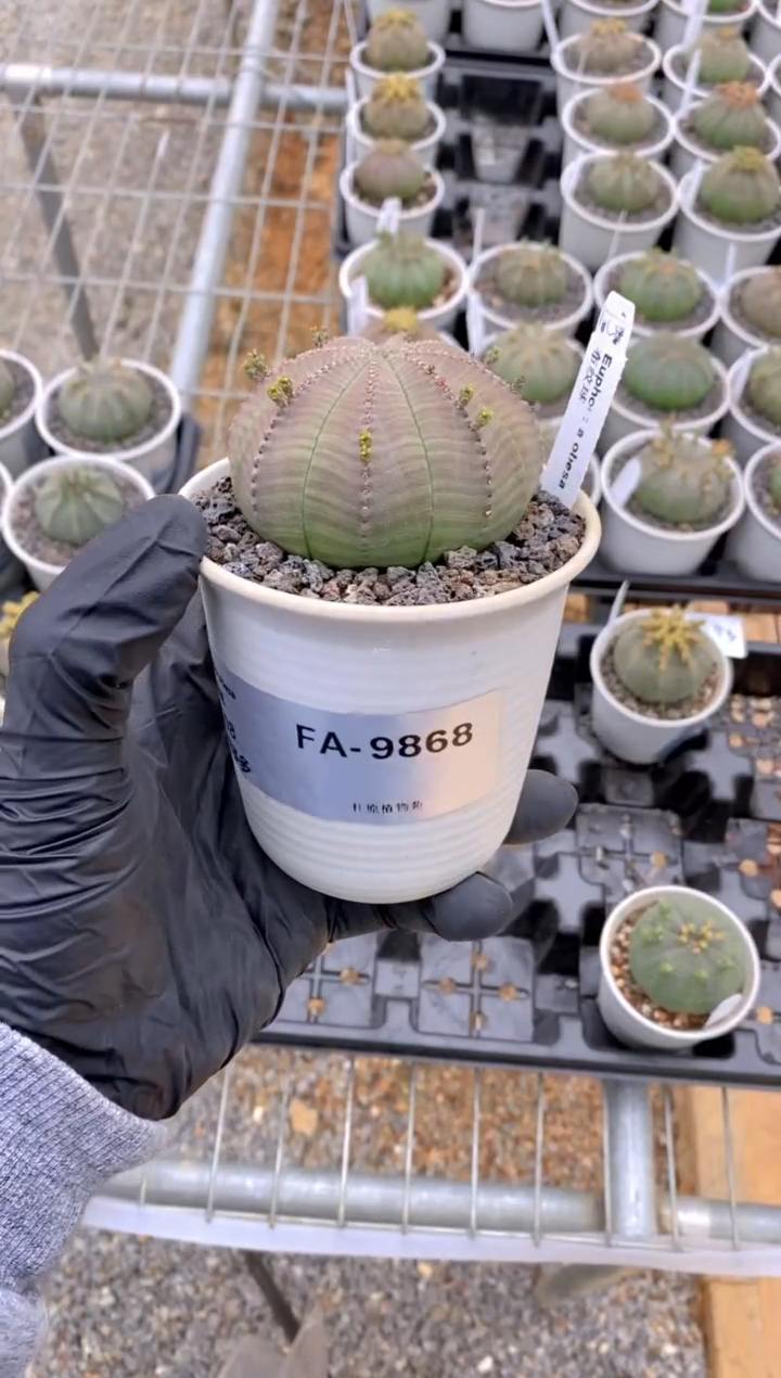 【闪购商品】布纹球FA-9868