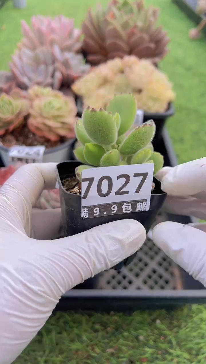 【闪购商品】信福多肉一物一拍