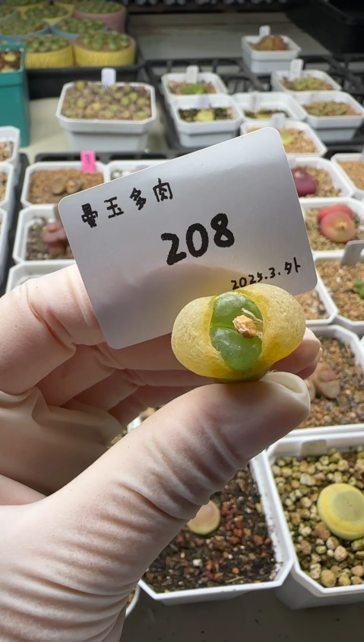【闪购商品】3.8-208