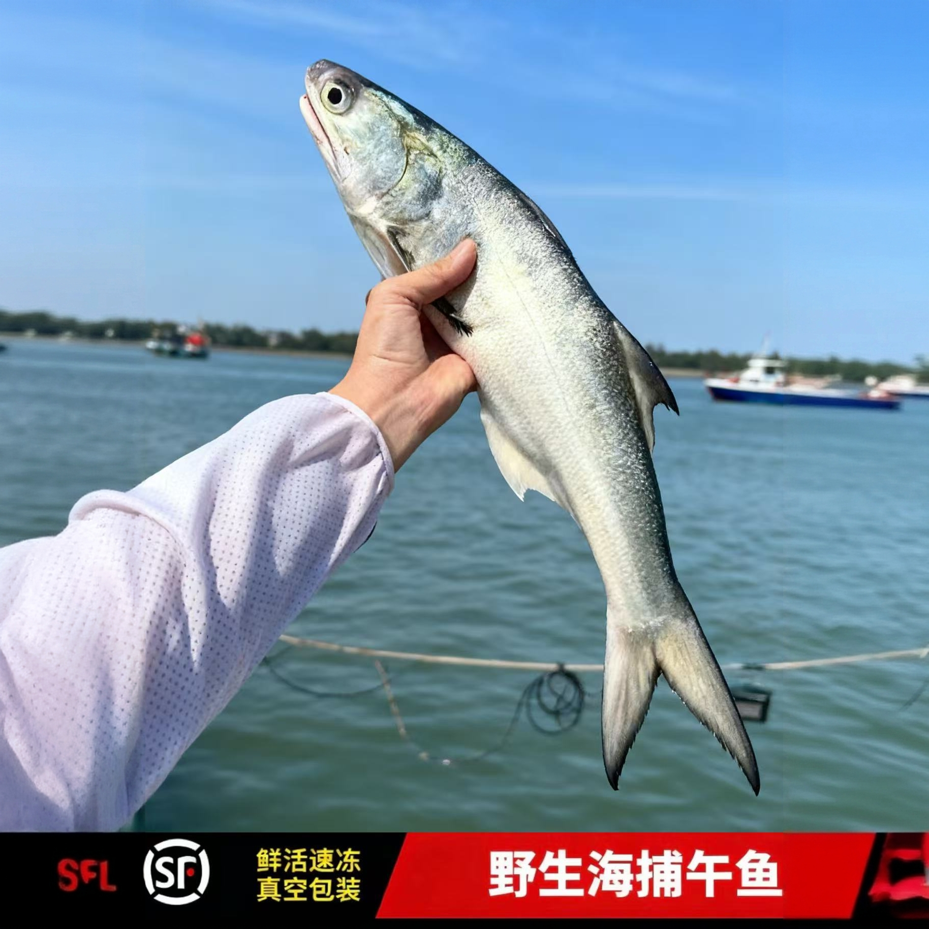 广东汕尾本港野生马友鱼 午鱼 午笋鱼 新鲜海捕顺丰冷链包邮到家