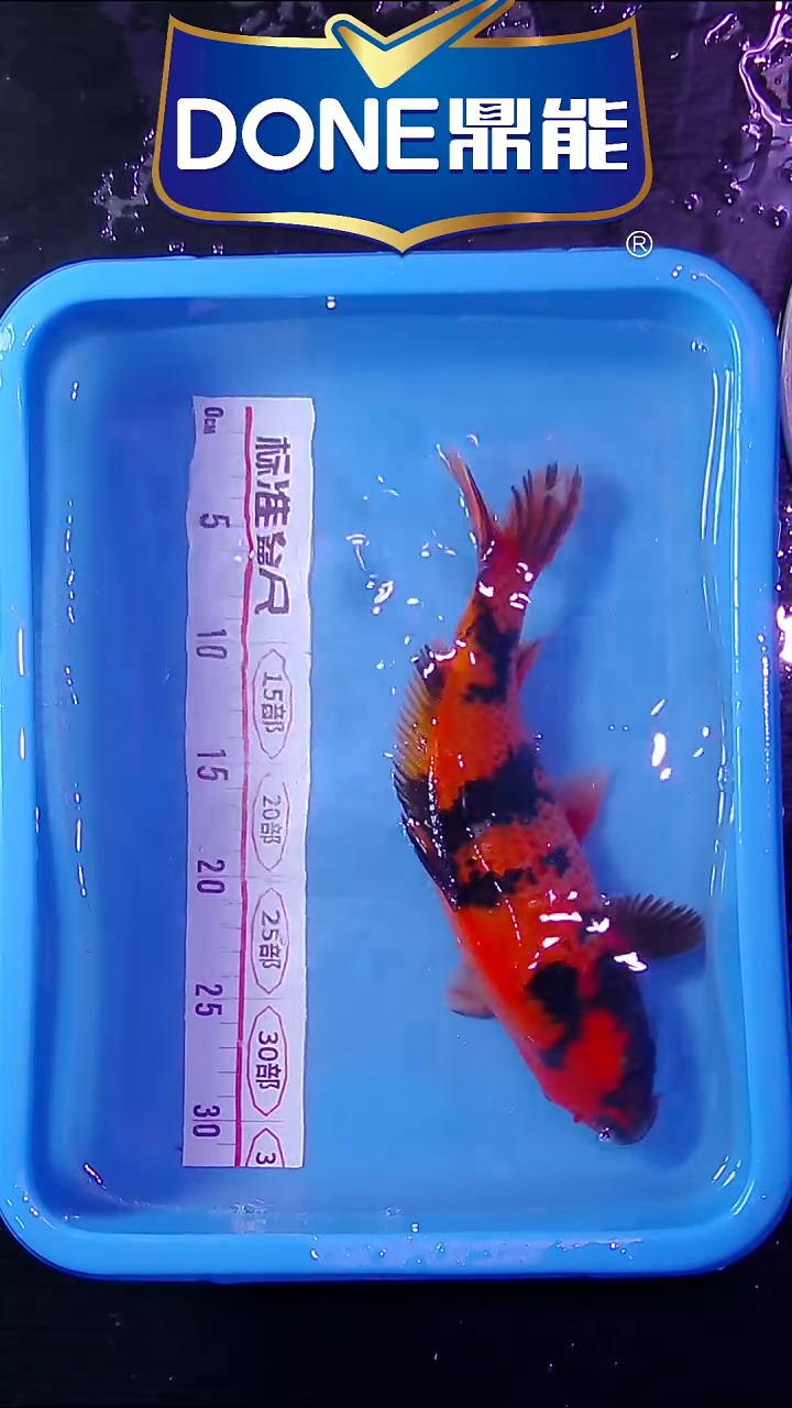 锦鲤鱼悦直播间菁选 6号