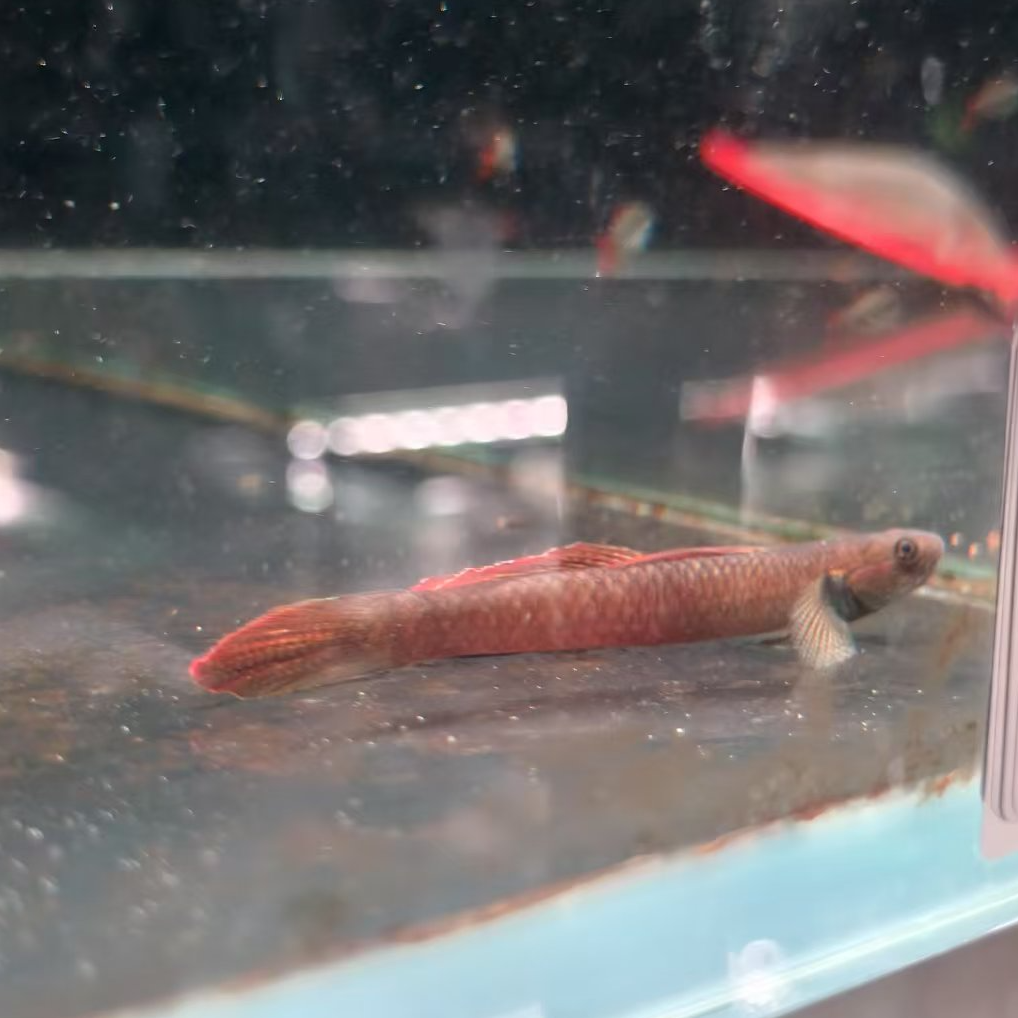 西西小鱼 黄金枝桠虾虎 小鱼观赏鱼小型饲养混养热带水族