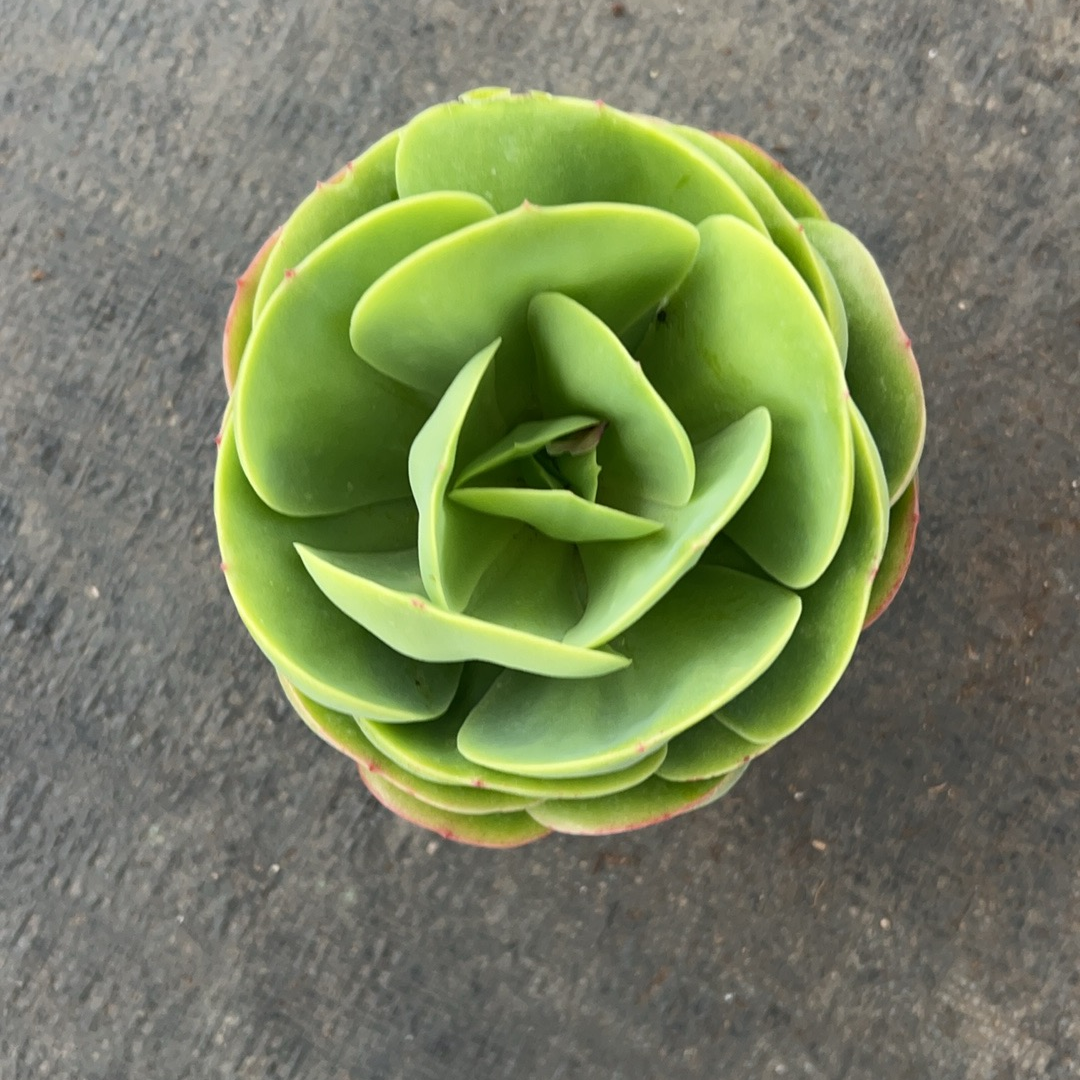 鸡蛋碧桃多肉（满9.9包邮）