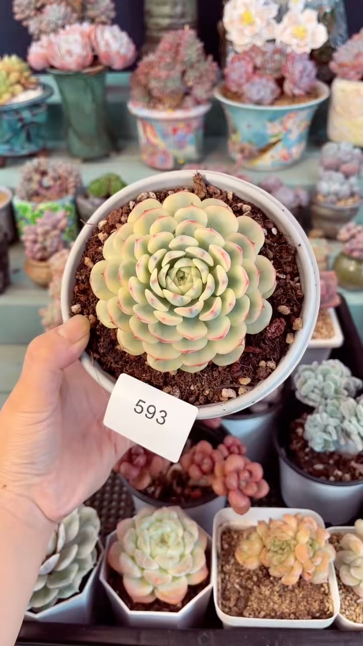 诺*妈593单头姬莲锦多肉