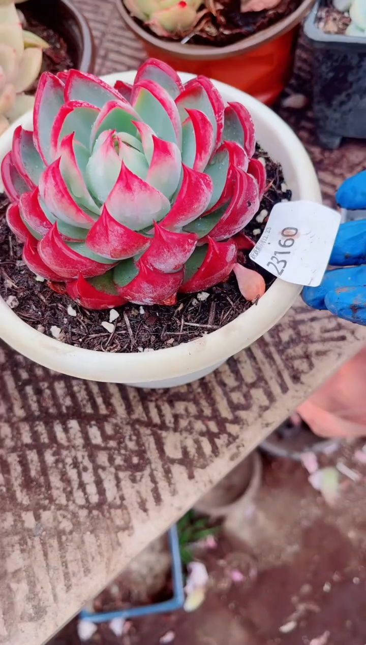 惊*跃跃精品多肉23160