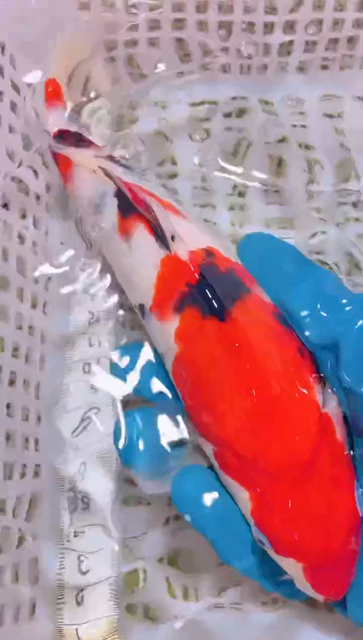 锦鲤冷水观赏鱼全场包邮16