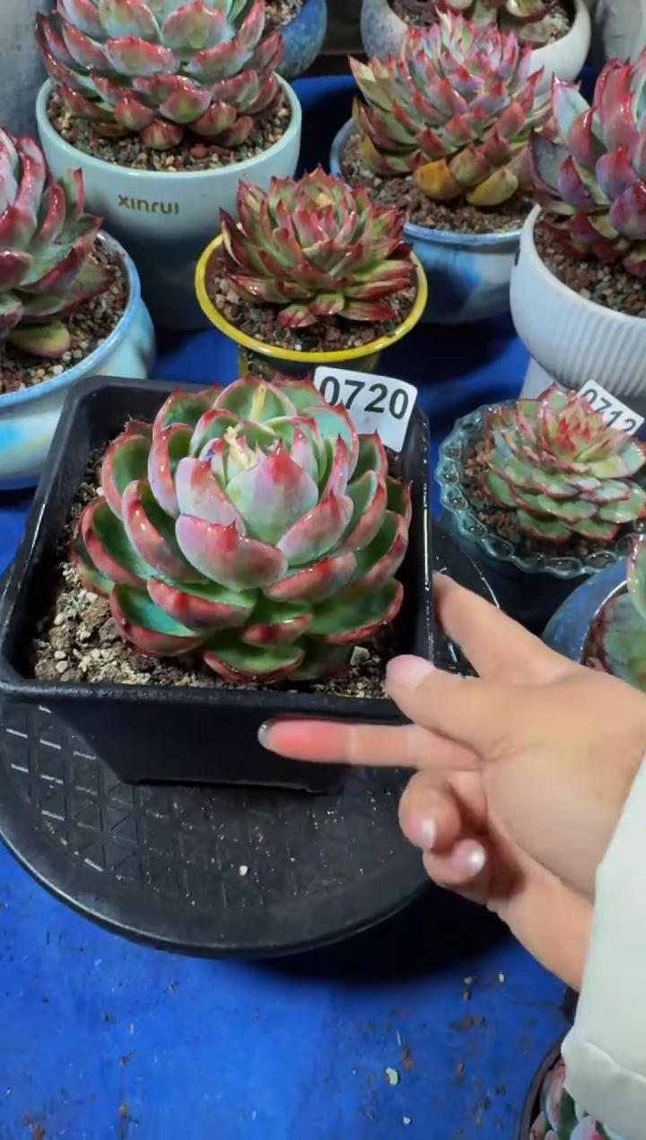 【闪购商品】0720惊鸿仙子（裸根发货）