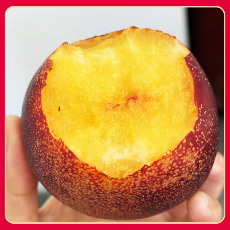 [京东包邮]黄肉(精品大油桃）产地新鲜采摘 当季水果4.5斤