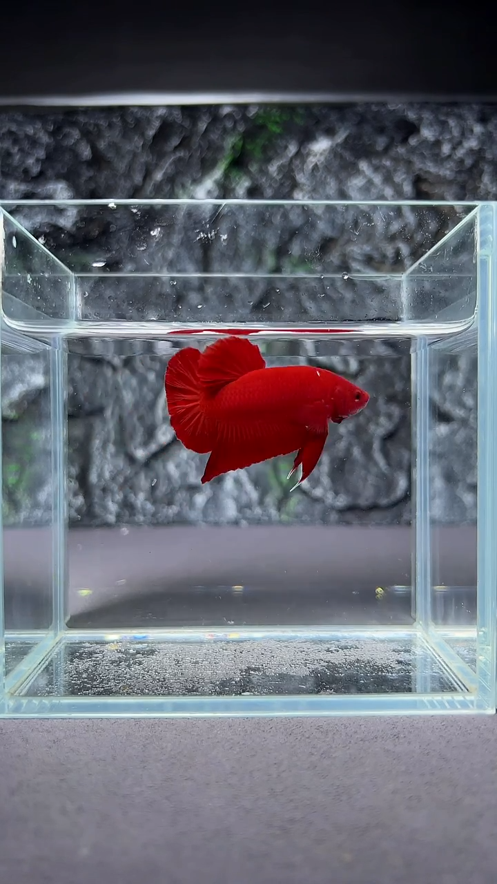 斗鱼竞拍链接A085