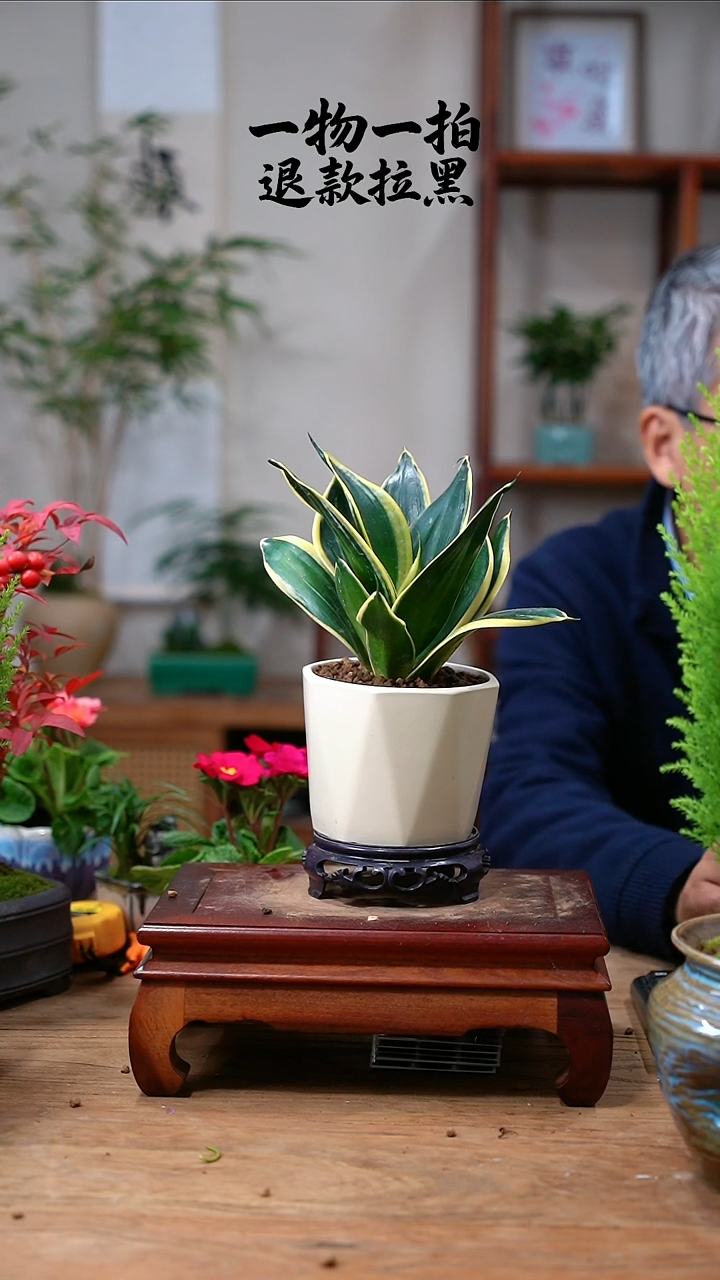 完全开放烟****y虎皮兰178