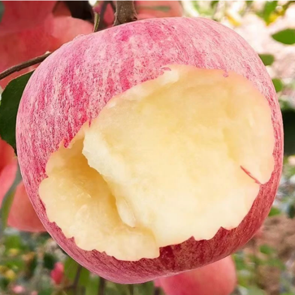 陕西高山红富士苹果脆甜多汁皮薄肉厚新鲜水果