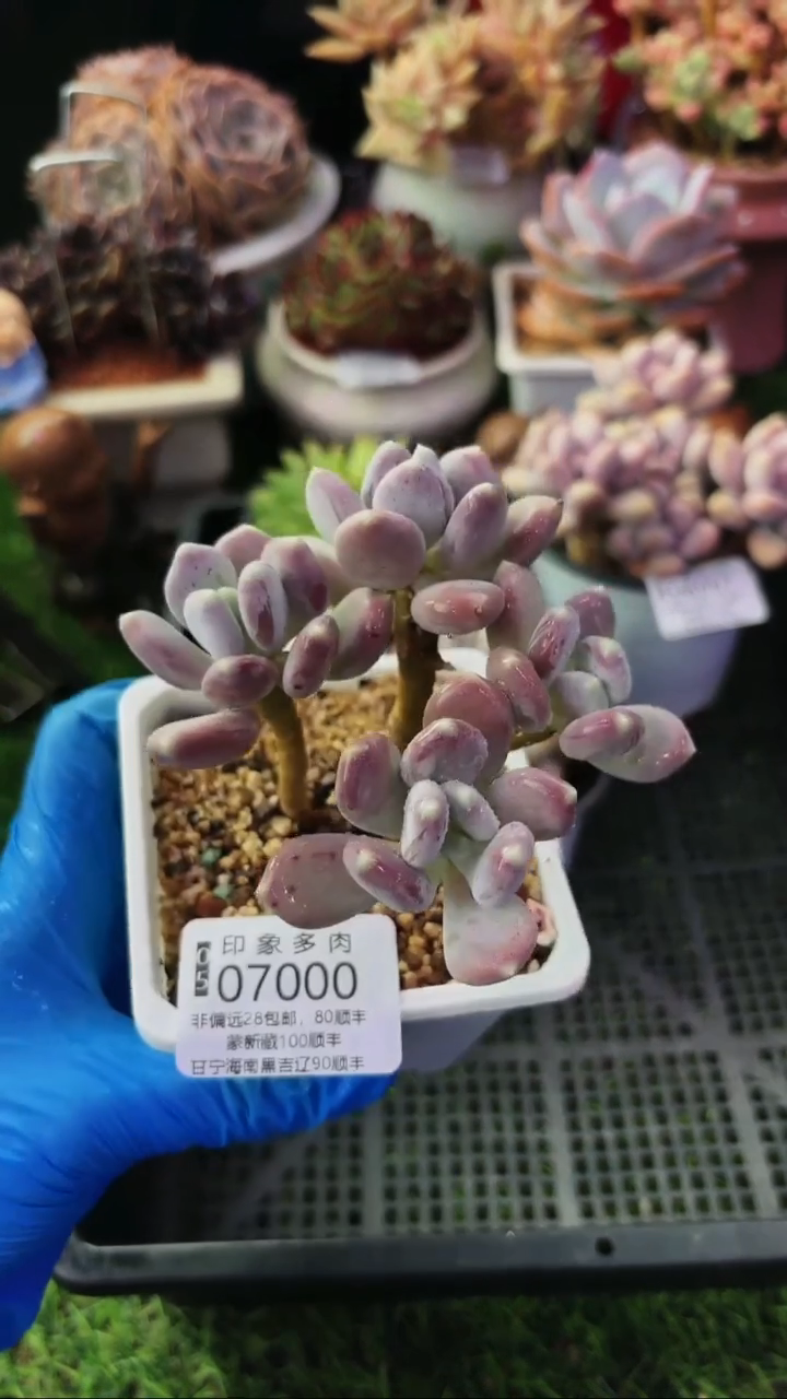 昆明印象多肉07000