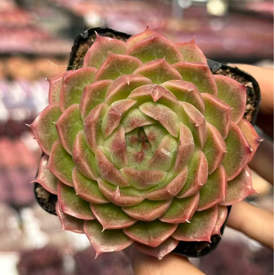 7#水晶虾球多肉植物   前男友精品多肉E129