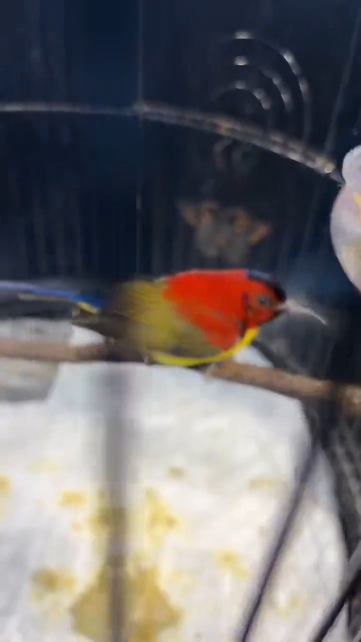 57号  蓝喉太阳养笼  0元起拍