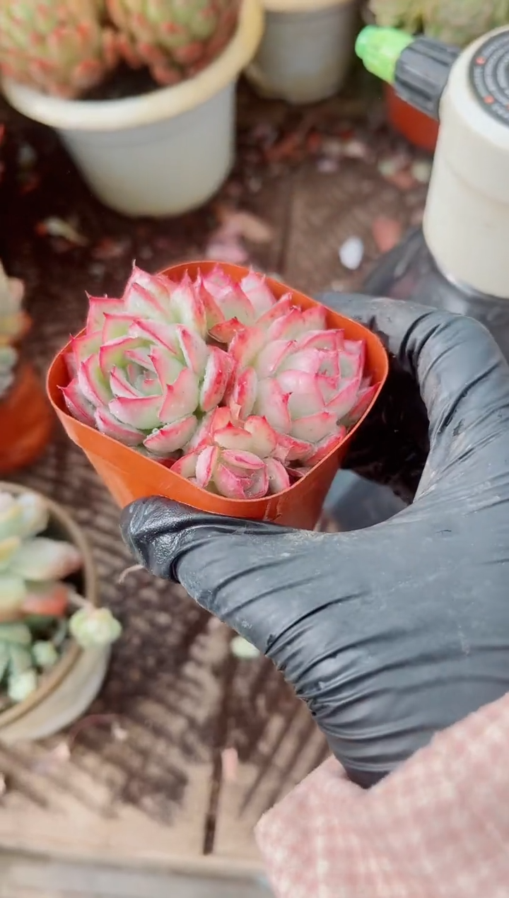 小****8跃跃精品多肉13080