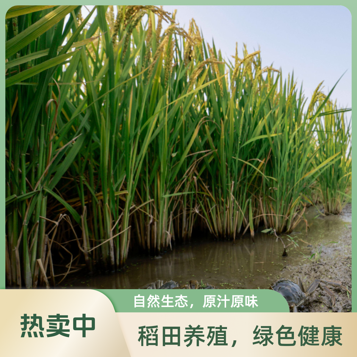 活蟹 盘锦河蟹 全母蟹0.9-1.2两  89.9  20只送2只 辽宁省内包邮 