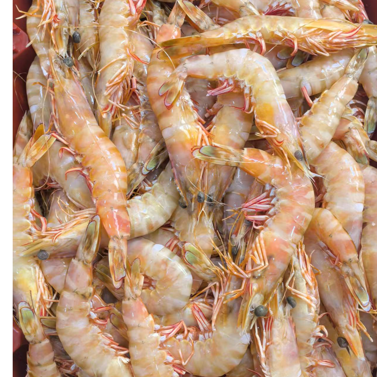红爪花斑节虾 【今天发明天到】 福建厦门 顺丰包邮 3斤-5斤