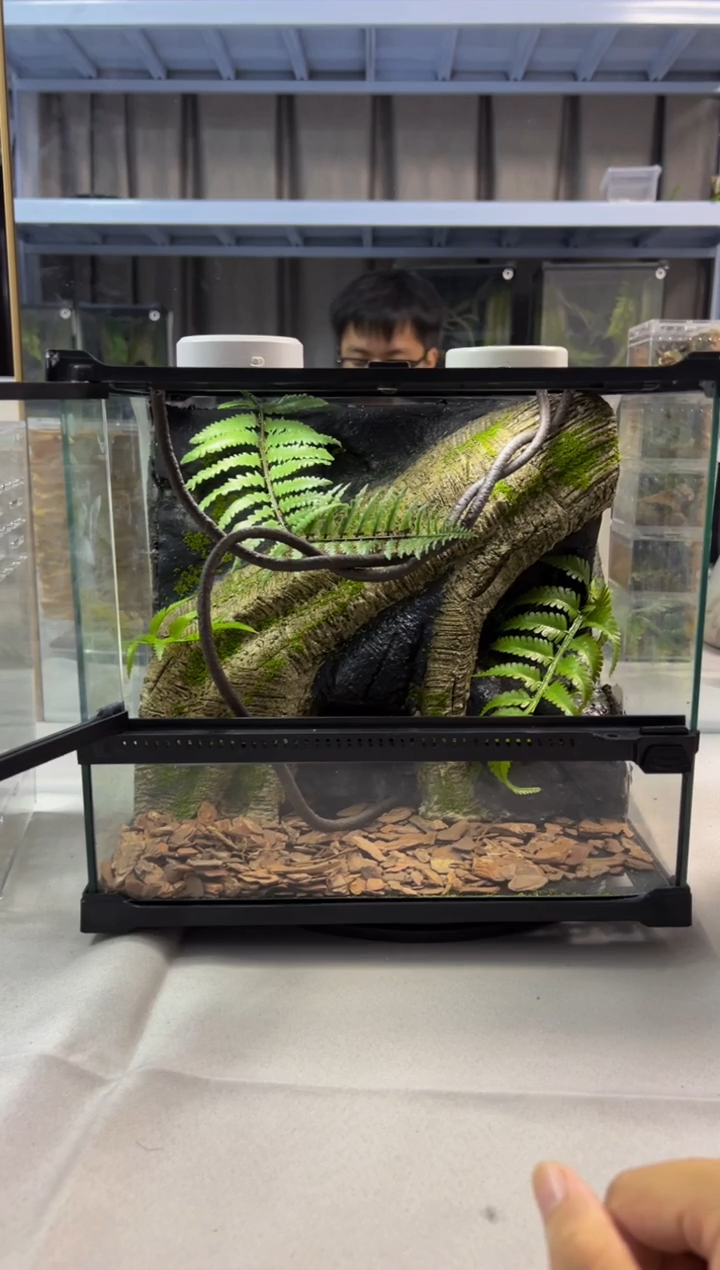 玻璃【长30宽25高27】爬宠造景缸睫角守宫树栖蜘蛛饲养箱爬宠爬虫缸
