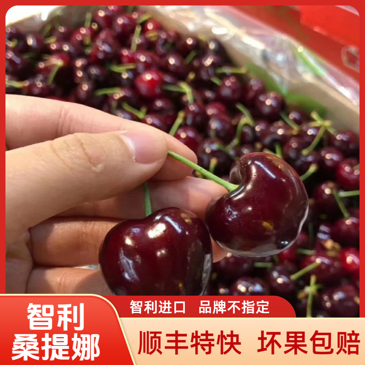 【顺丰包邮】2JD黑车桑提娜5斤装智利进口车厘子樱桃内附果径卡海运桑提娜樱桃智利共和国