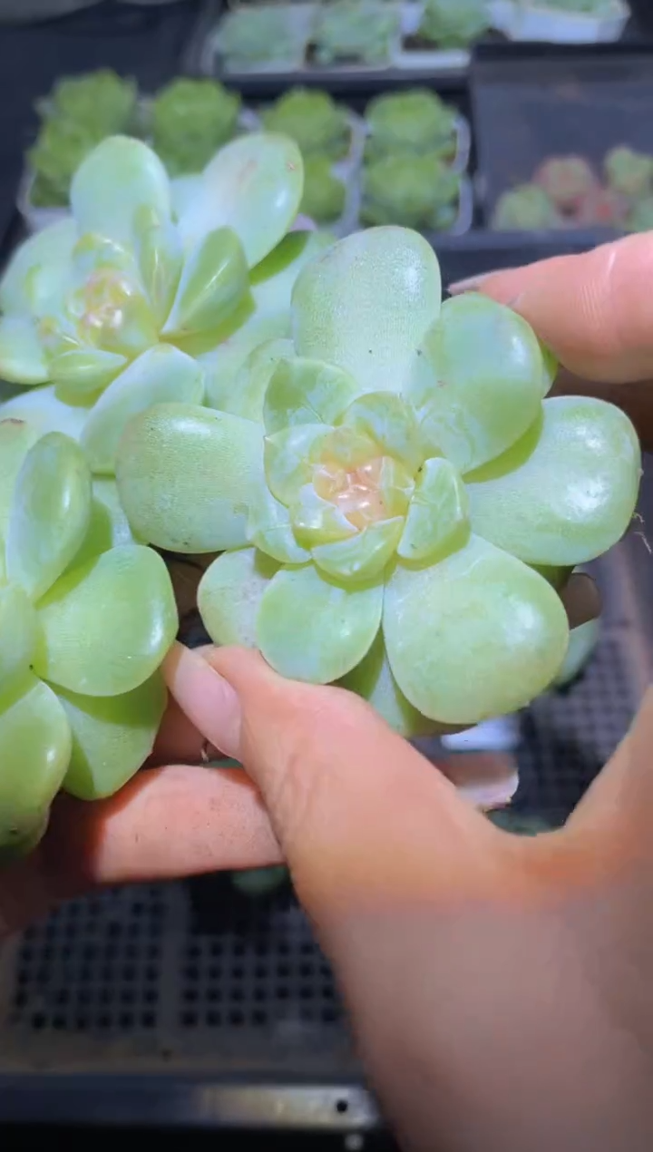 067无尽灯量拍随机发一颗