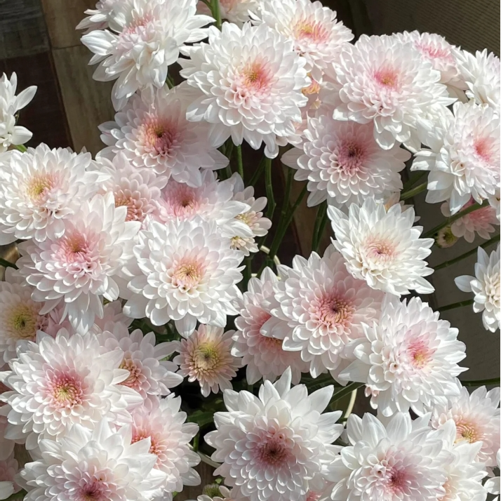 【今喜花舍】（草莓蛋糕）小雏菊  一单顺丰冷链包邮