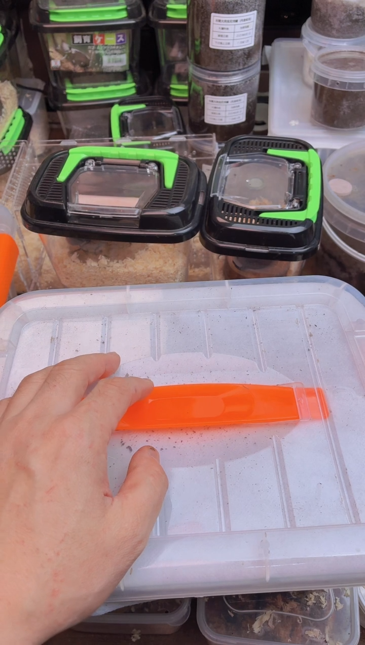 毛象三龄幼虫一对2039