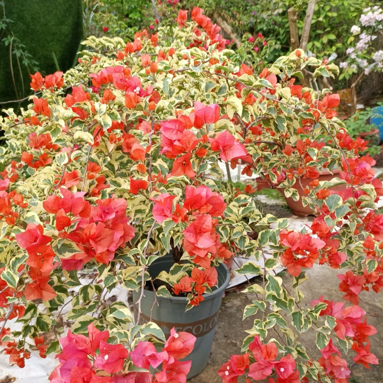 【花叶橙冰】一加仑赏花观叶勤花耐活带盆土橙红色三角梅