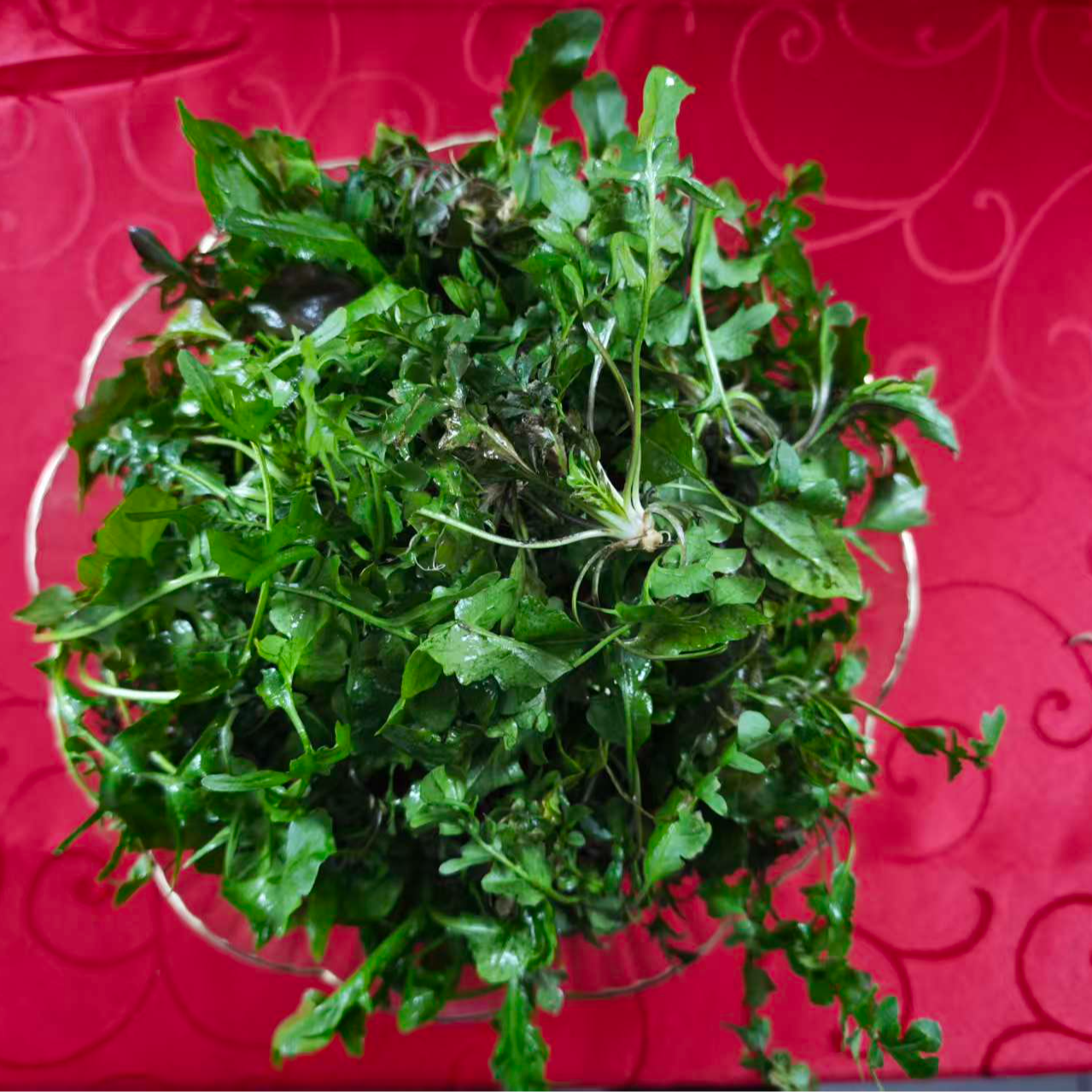 现挖新鲜野生荠菜一斤装