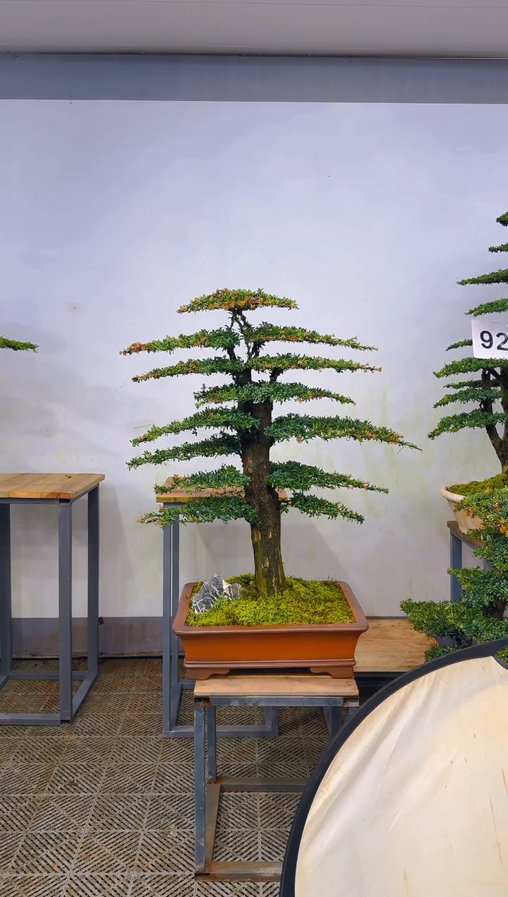 无花朵H***w高端盆景一物一拍