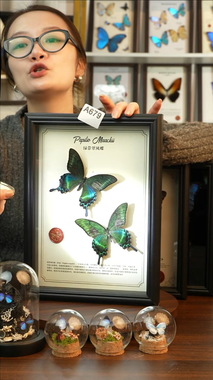 绿带翠凤蝶夏款双蝶（A4黑框）A679