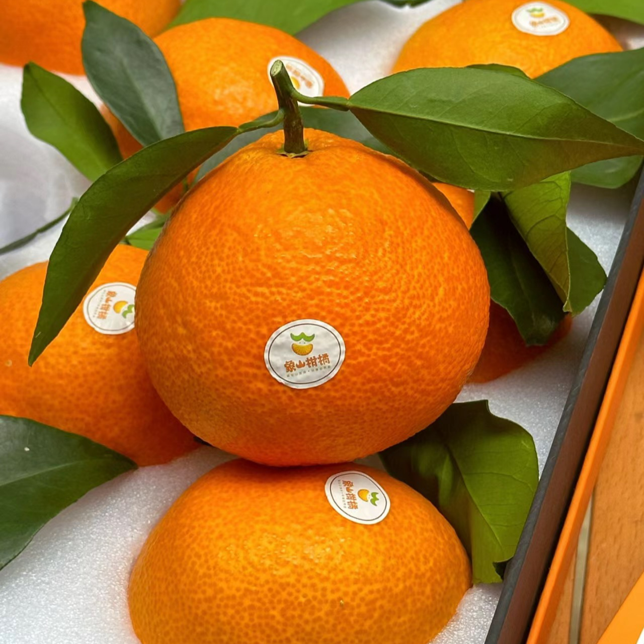 象山柑橘
