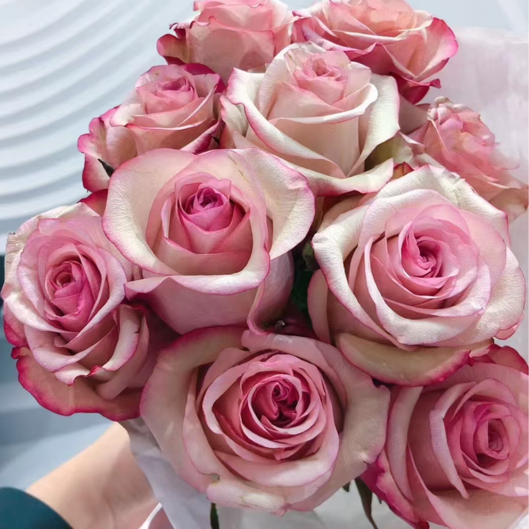 帕洛玛  四季灌木月季