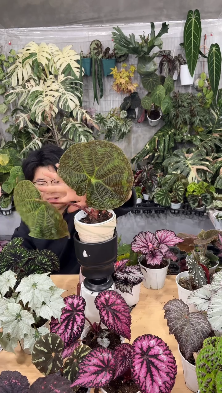 完全开放养**喽2549灯果