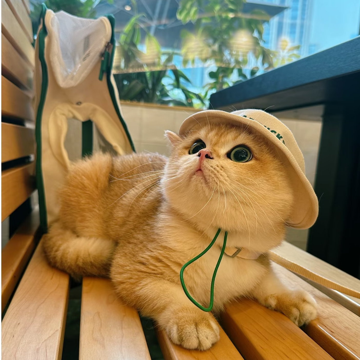 【魏家潮宠】活体链接精品金渐层缅因猫猫咪，拿破仑，曼基康