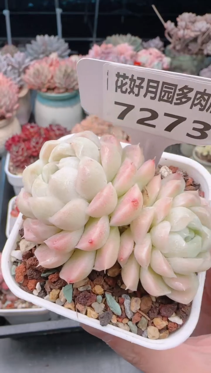 【闪购商品】7273.