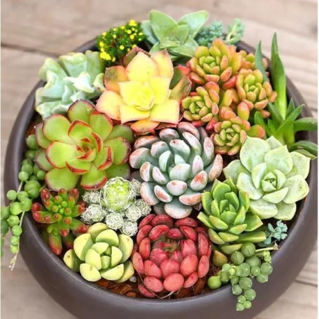 老桩精品一物一拍Y001~Y050  精品多肉绿植