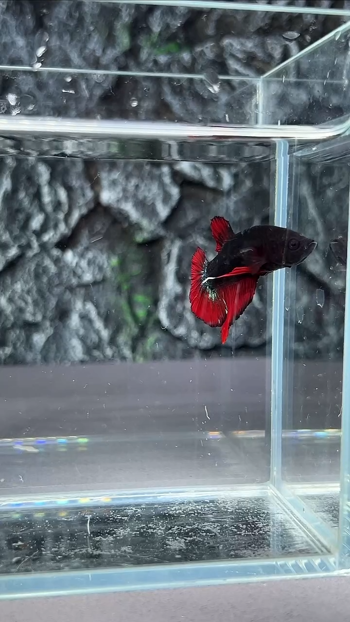 斗鱼竞拍链接A091