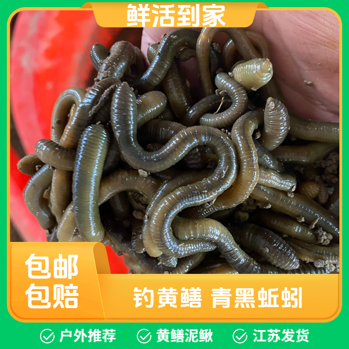 活饵鱼饵钓鱼黑蚯蚓青蚯蚓包邮活体钓黄鳝大蚯蚓地龙蚯蚓黄鳝诱饵