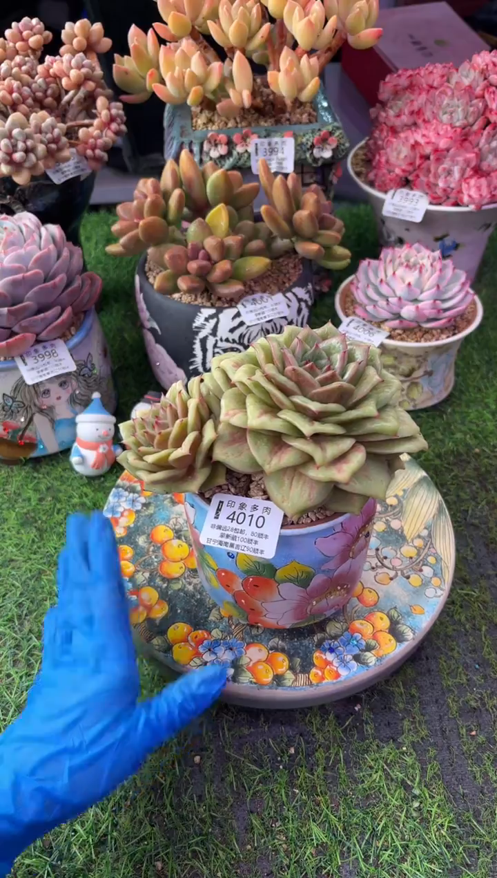 昆明印象多肉4010