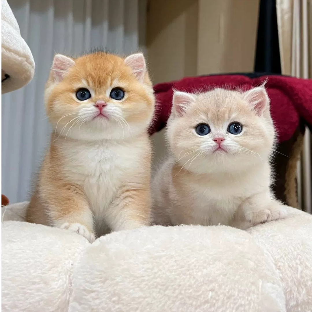 萌系小猫专属通用活体猫咪链接