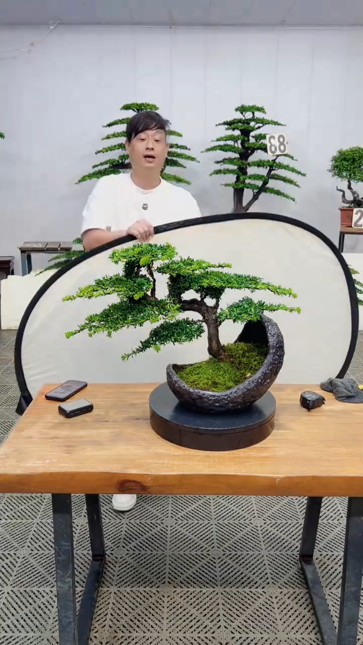 无花朵造型盆景一物一拍