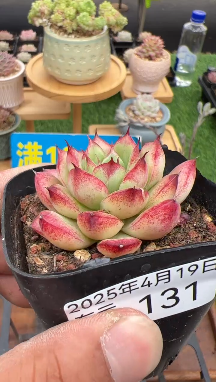 东云多肉园二店-131