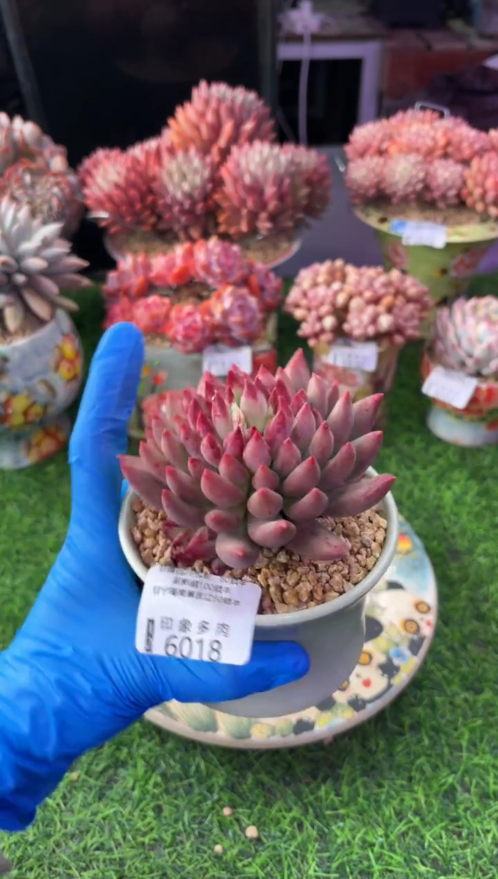 昆明印象多肉6018