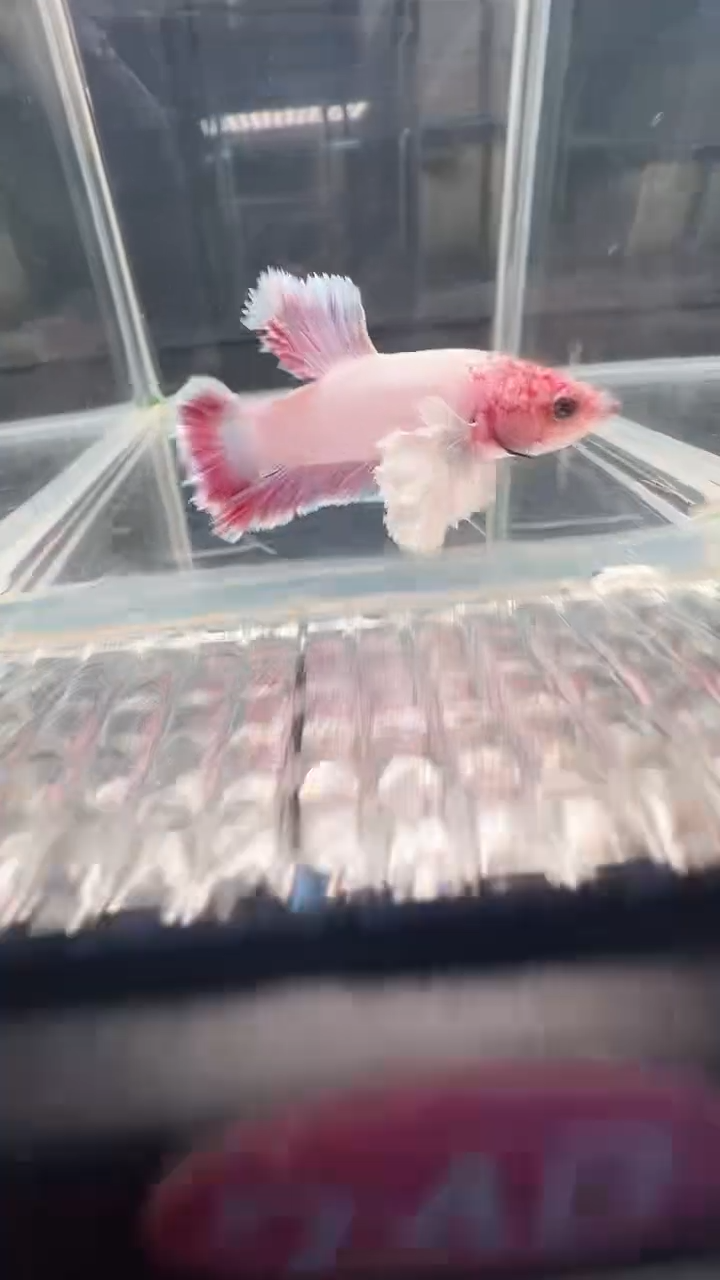 斗鱼斗鱼绣球大耳朵