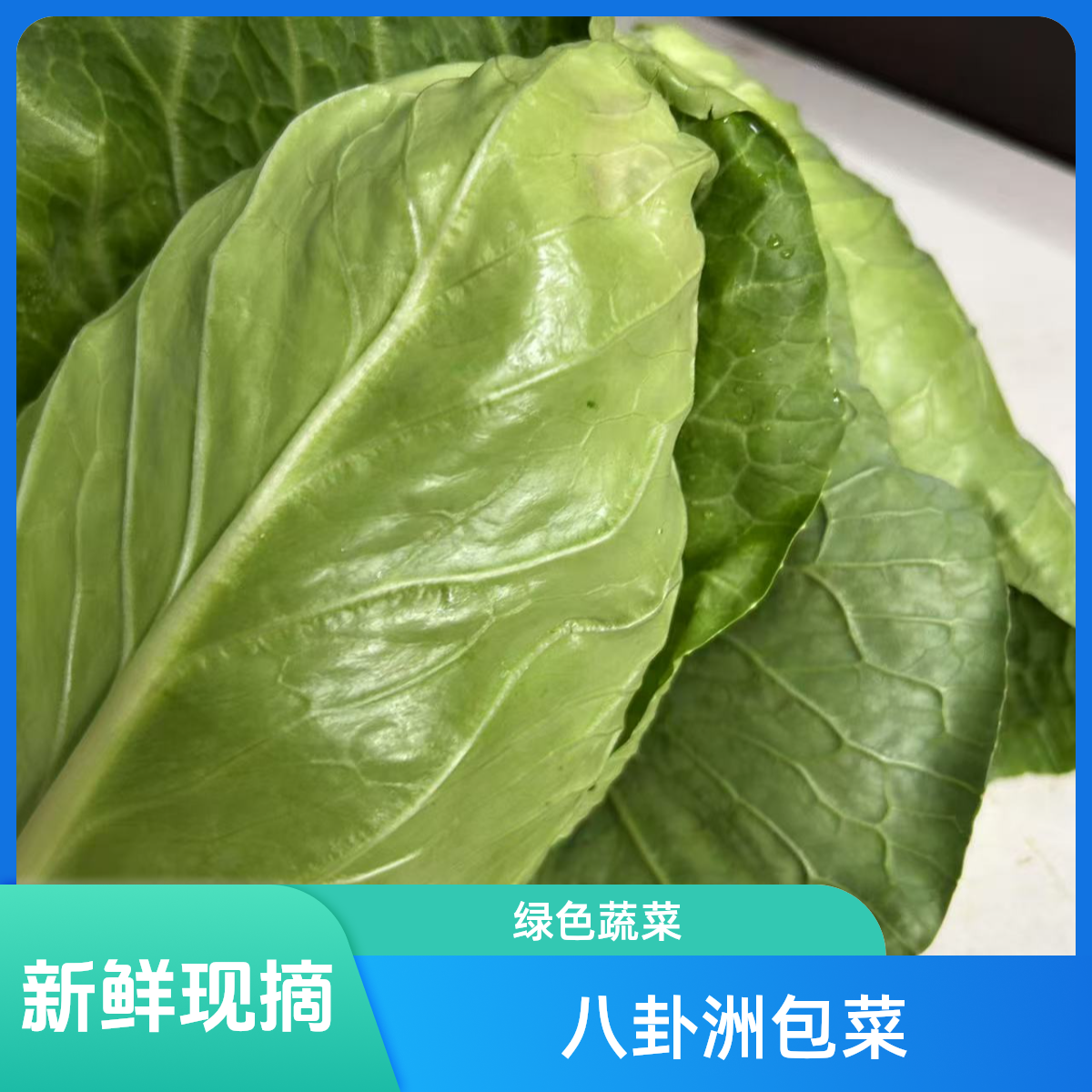 八卦洲本土包菜牛心包菜现采现摘绿色蔬菜顺丰快递送货上门