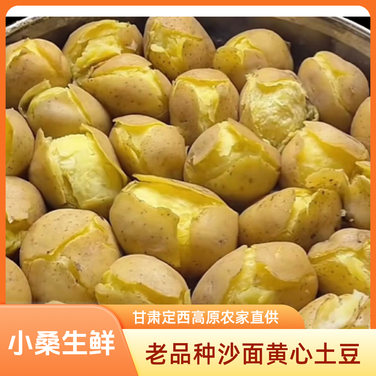 新疆海南包邮甘肃定西农家现挖老品种粗麻皮黄心沙面土豆农家自产