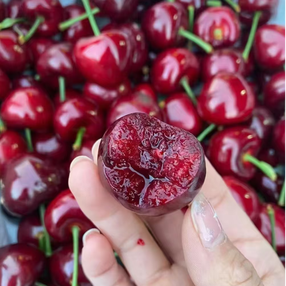 【千玺优选】精品美早樱桃（2J升3J净重3斤）升级发货 口口爆汁山东樱桃美早